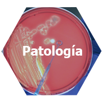 patologia